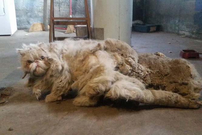This cat was weighed down by five pounds of matted fur; now he's a rising Internet star
  