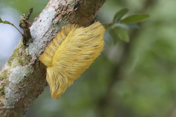 Deep in the Amazon, 'it was Donald Trump's hair hanging out on a tree'
  