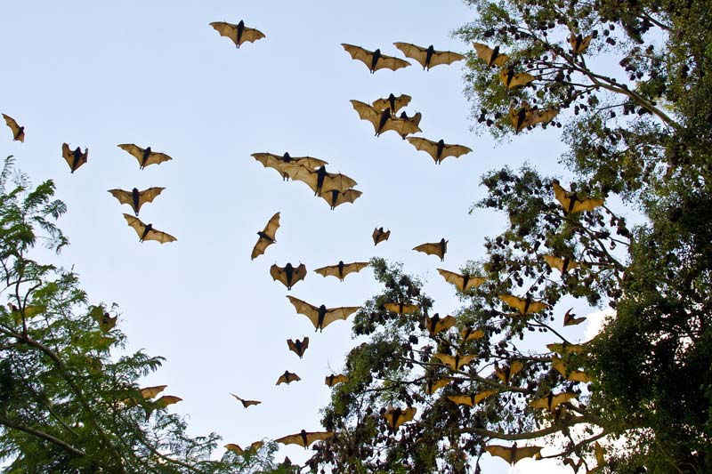US military is interested in bats as possible defenders against bioweapons
	
