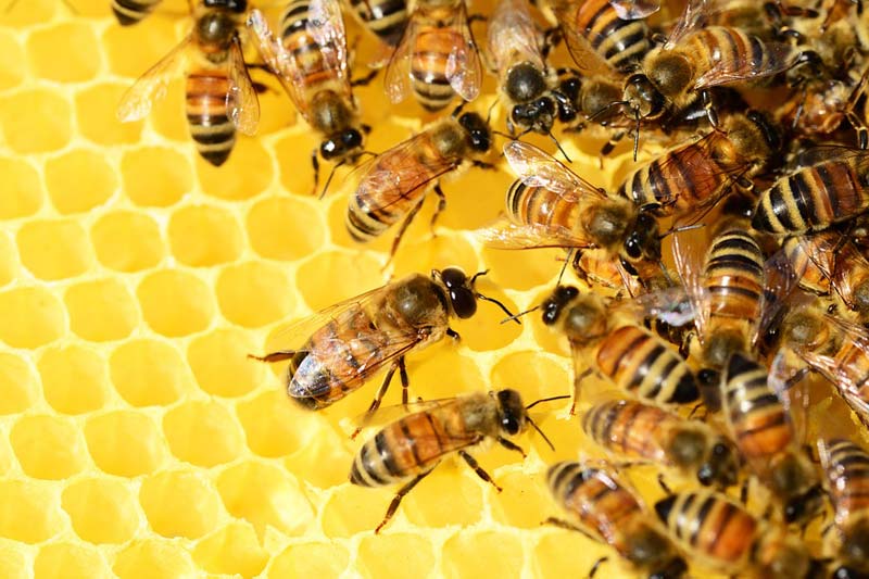 Hello, hive mind: Bees can do basic arithmetic, a new study finds