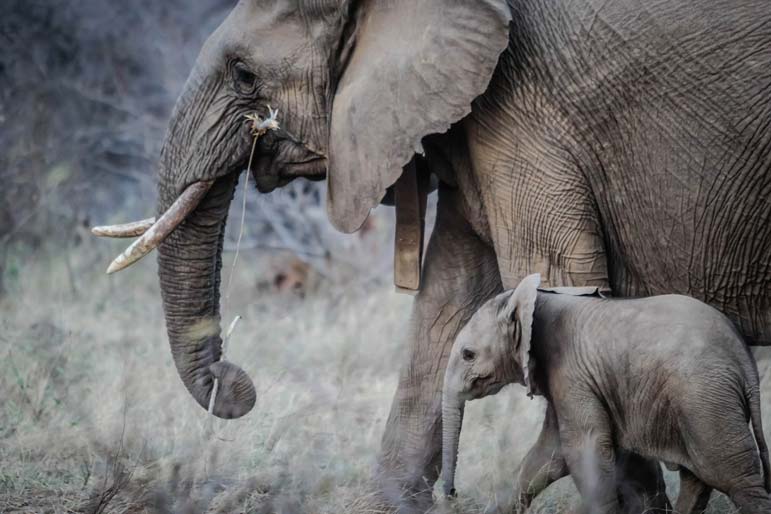 Why Trump's right on banning elephant trophies
