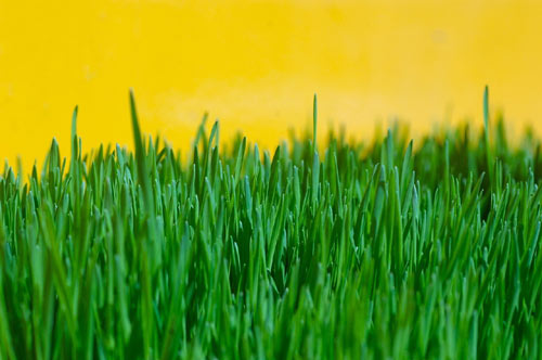 6 Things You Must Know About Low-Water Lawns